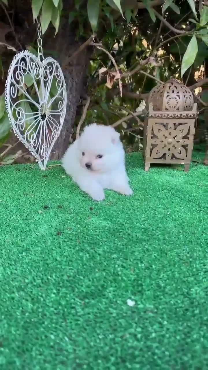 Pomerania perros en venta: Pomeranias lulu Toy ositos peluditos Blancos  - Video 1