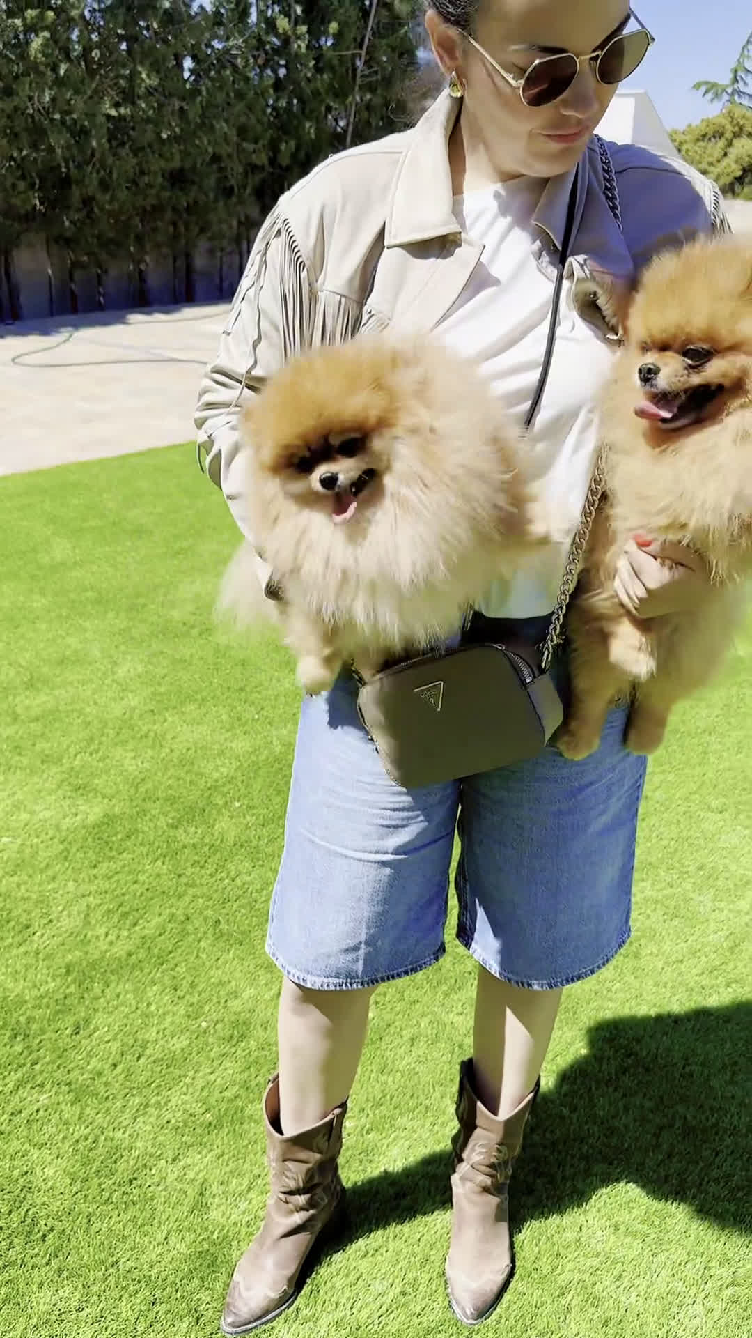 Pomerania perros en venta: Pomerania spitz - Video 1