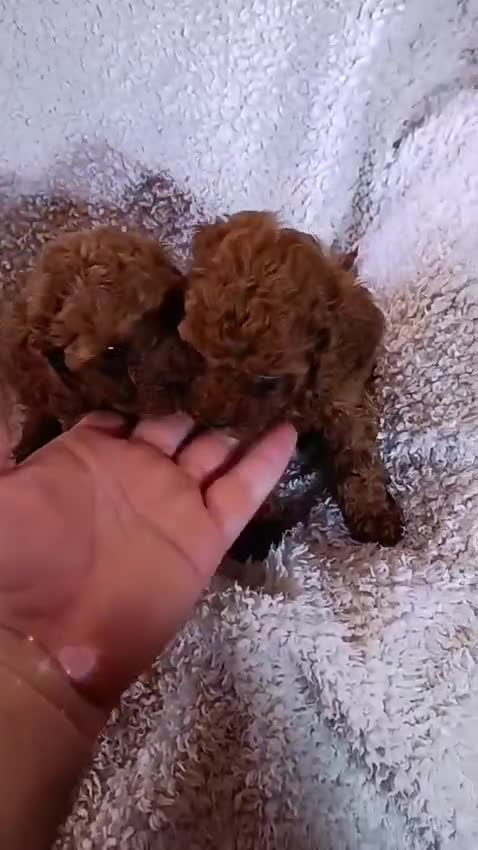Caniche Toy perros en venta: ‼️‼️CANICHES 50% ASIÁTICOS - Video 1