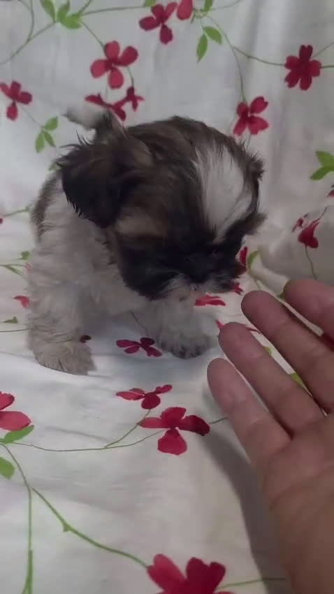 Shih Tzu perros en venta: shih tzu - Video 1