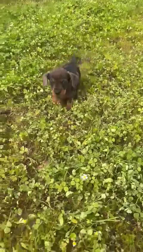 Teckel Miniatura perros en venta: Teckel miniatura listo para entregar  - Video 1