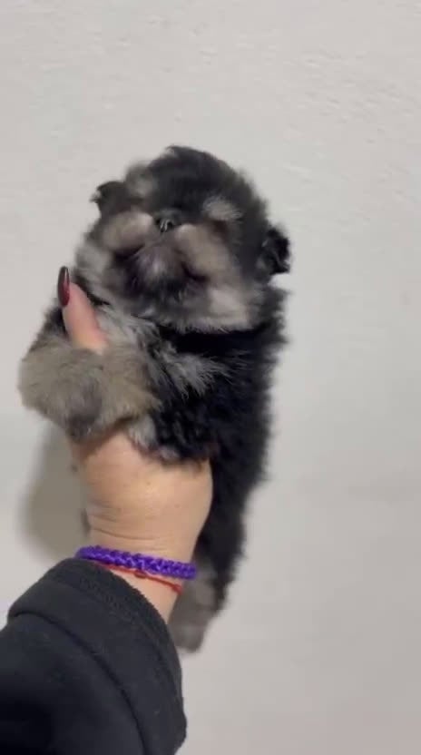 Pomerania perros en venta: POMERANIA LULÚ BLACK AND TAN - Video 1