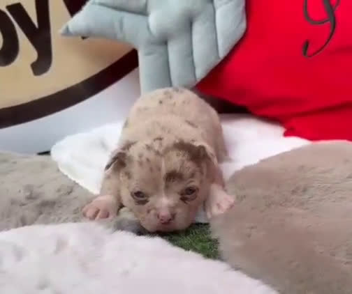 Chihuahua perros en venta: Chihuahua - Video 3