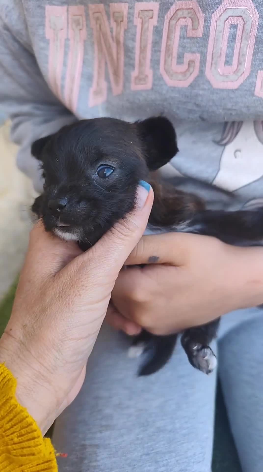 Raza Mixta perros en venta: Chorkie hembras - Video 1