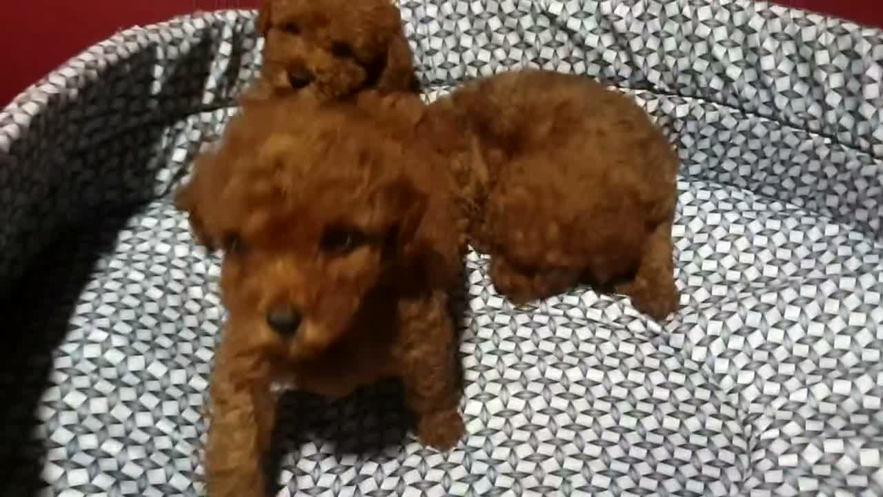 Caniche Toy perros en venta: Caniches toys rojos con pedigree madre asiatica! - Video 2