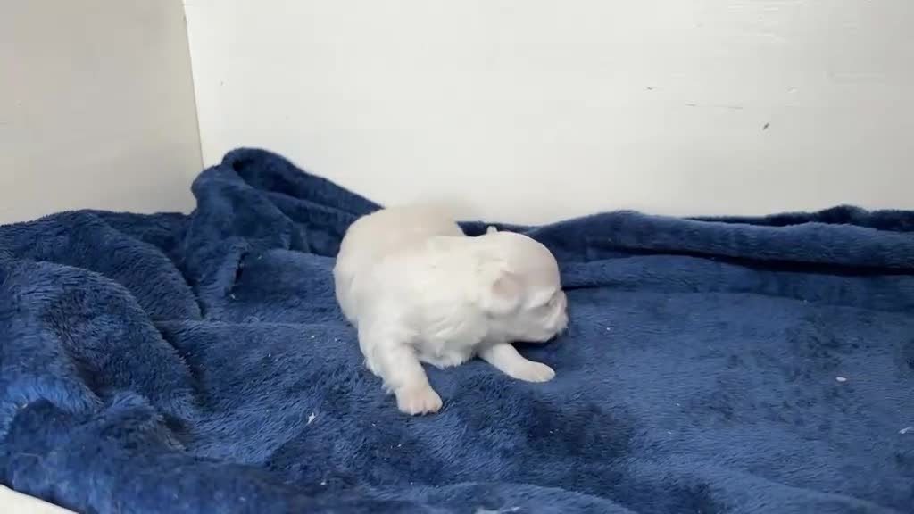 Bichón Maltés perros en venta: Bichon maltes Hembras - Video 1