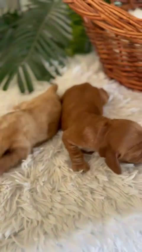 Cocker Spaniel Inglés perros en venta: COCKER SPANIEL INGLÉS HEMBRA - Video 1