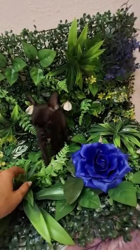 Chihuahua perros en venta: Cachorros chihuahua  - Video 1