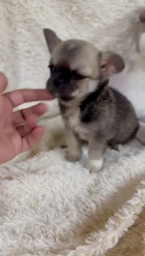 Chihuahua perros en venta: Chihuahua Toy  - Video 1