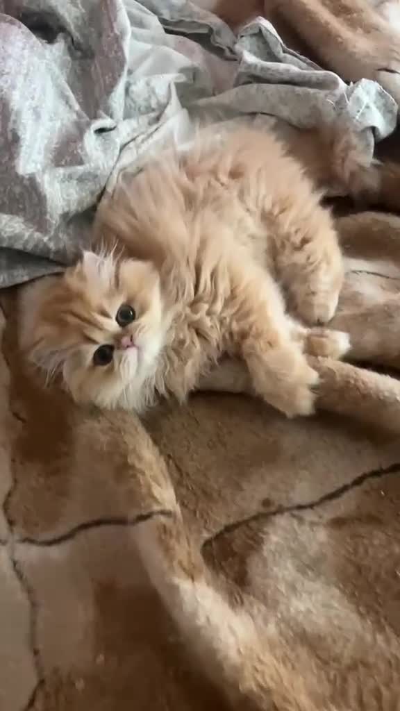 Británico de Pelo Largo gatos en venta: Preciosa british longhair golden chinchilla - Video 1