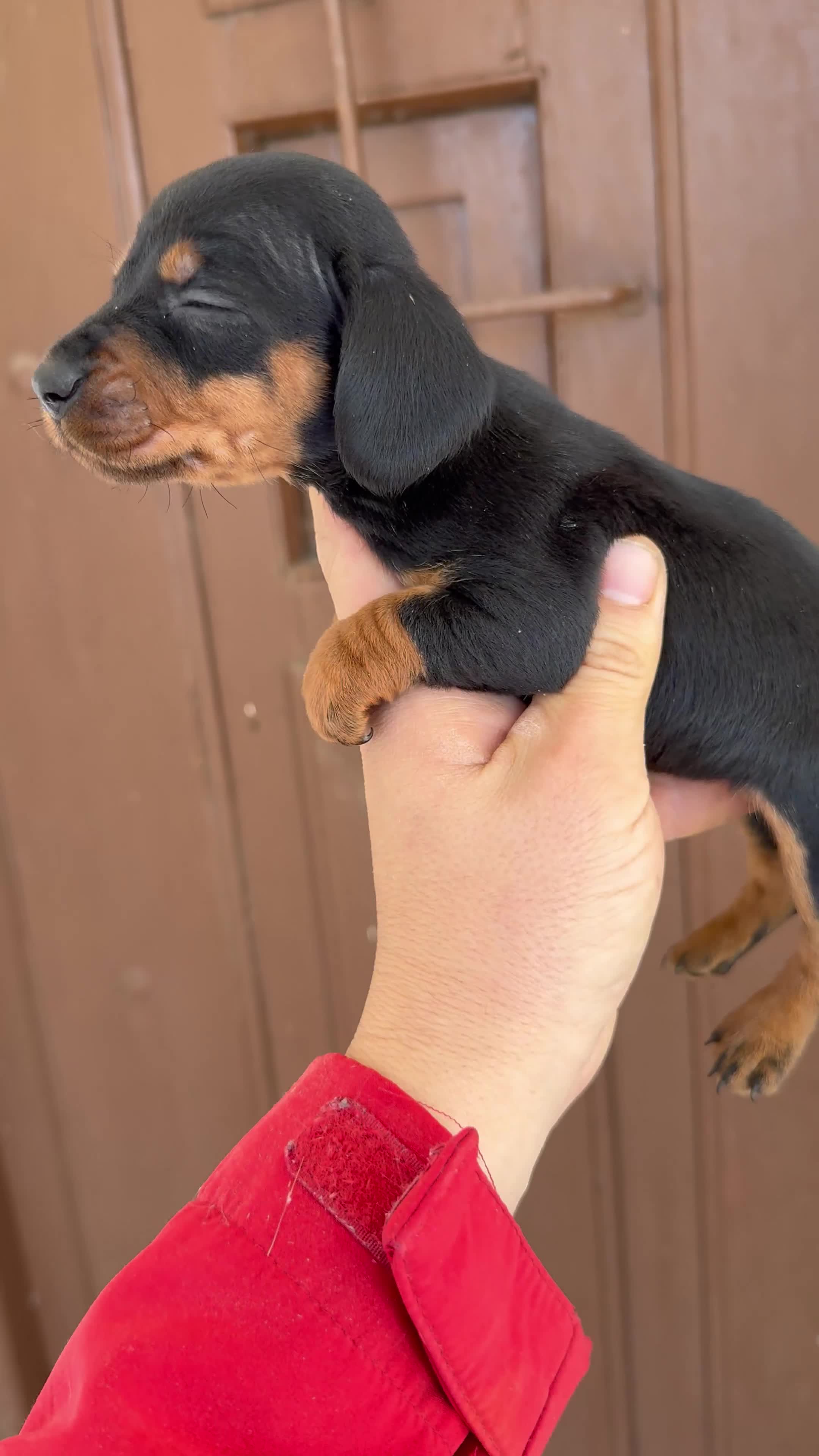 Teckel Miniatura perros en venta: Teckel miniatura - Video 1