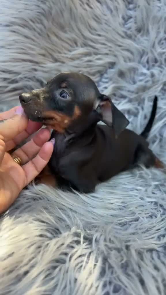 Pinscher Miniatura perros en venta: Precioso mini pinscher  - Video 1