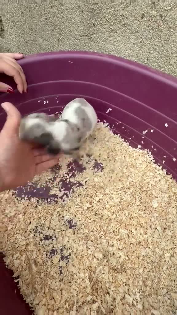 Teckel Miniatura perros en venta: Teckel miniatura - Video 3