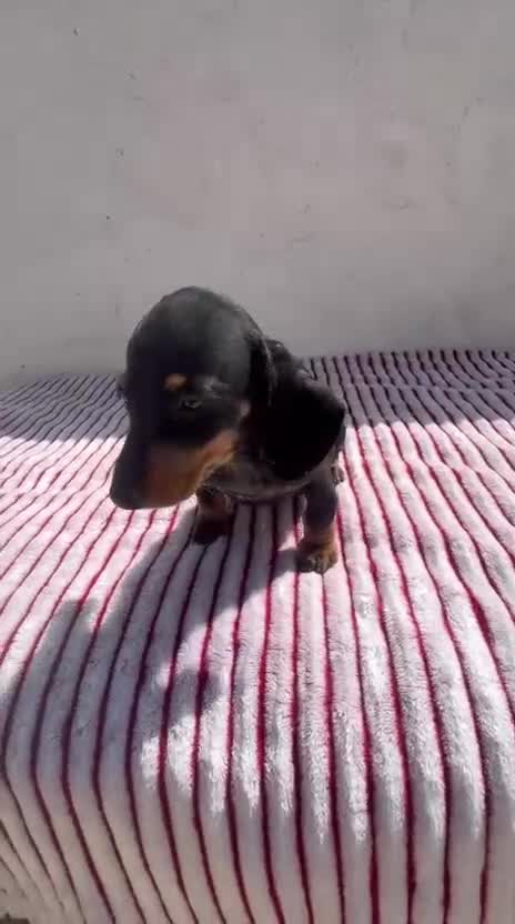 Teckel Miniatura perros en venta: Teckel Kaninchen - Video 1