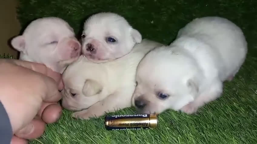 Chihuahua perros en venta: Chihuhua macho - Video 1