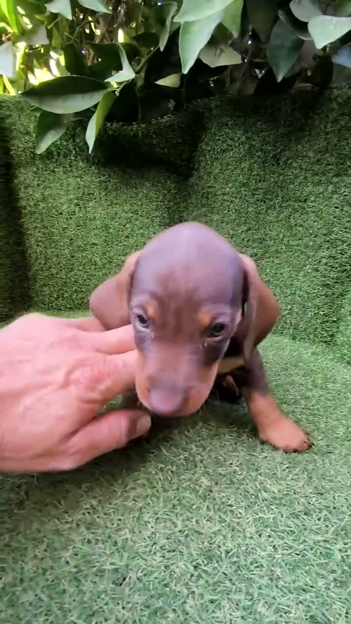Teckel Miniatura perros en venta: camada teckel miniatura chocolates 3 machos  - Video 2