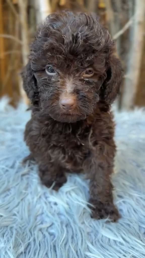 Caniche Toy perros en venta: Caniche chocolate - Video 1