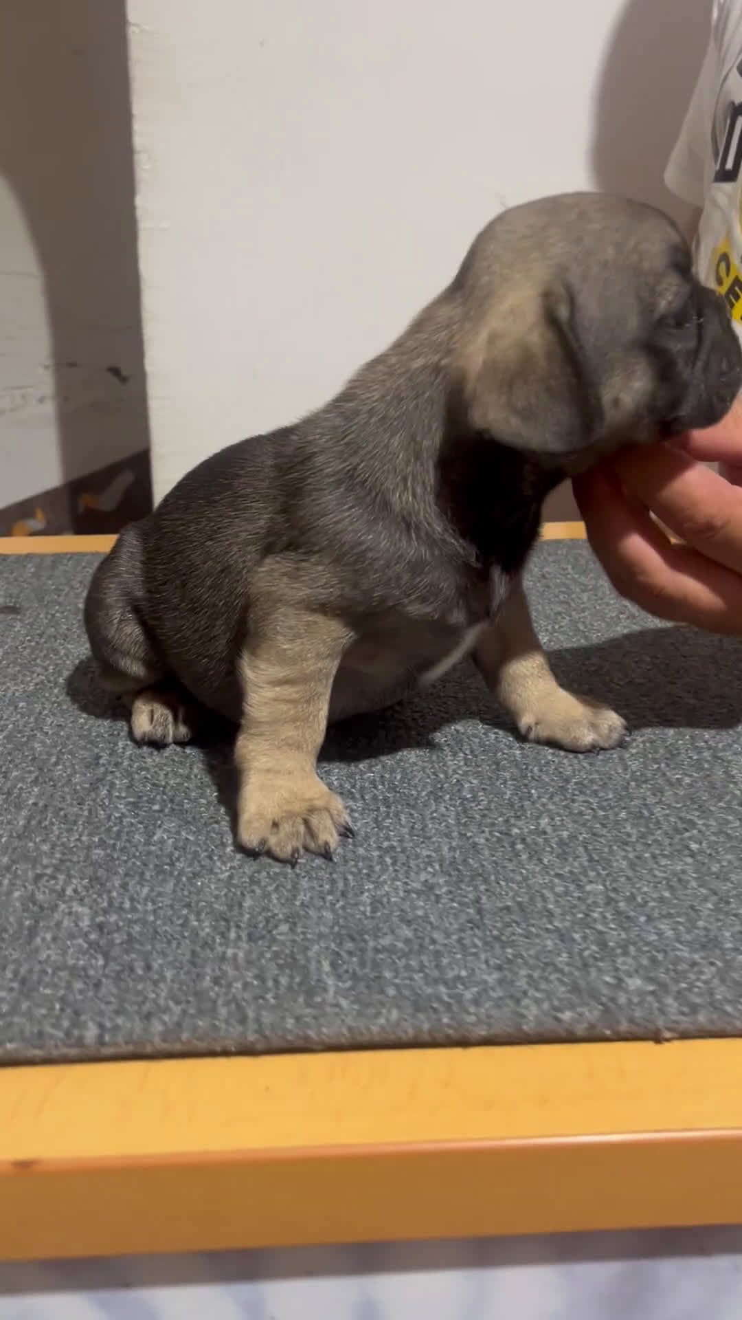 Bulldog Francés perros en venta: Bulldog francés  - Video 2