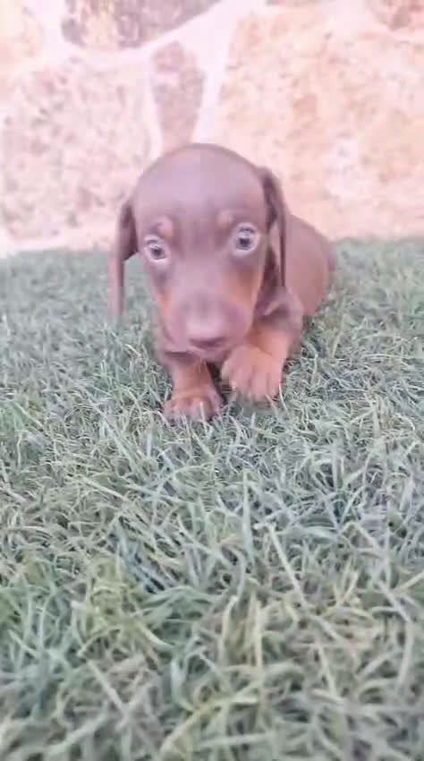 Teckel Miniatura perros en venta: Teckel Mini Chocolate - Video 1