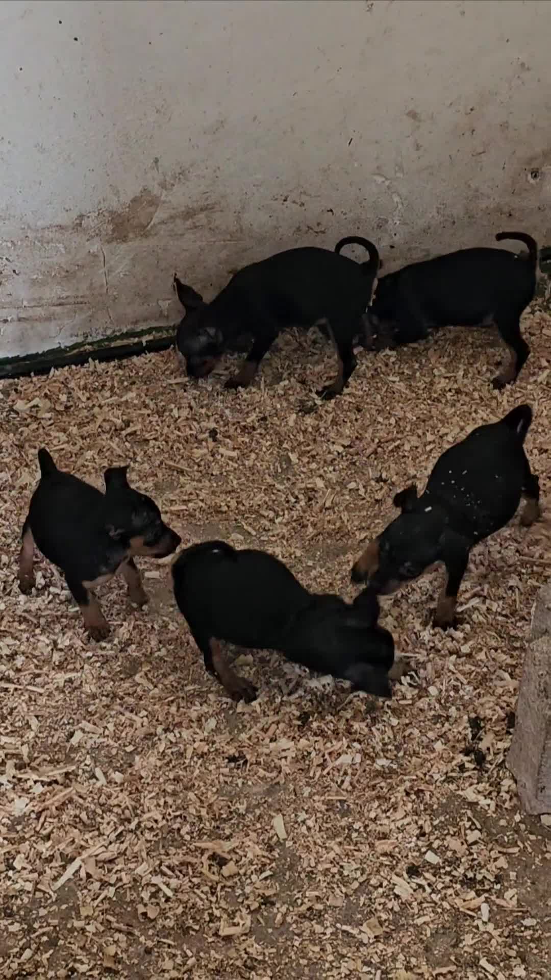 Pinscher Miniatura perros en venta: Lindos mini pincher  - Video 1