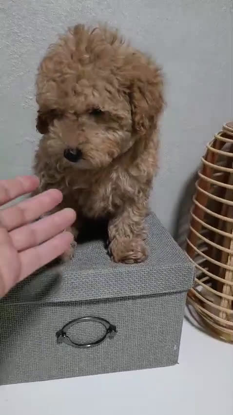 Caniche Toy perros en venta: Caniches toy Rojos - Video 2