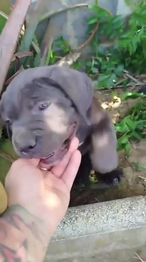 Cane Corso perros en venta: IMPRESIONANTES CANE CORSO en Madrid - Video 1