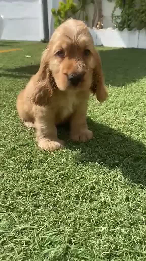 Cocker Spaniel Inglés perros en venta: Cocker Spaniel Ingles Macho dorado  - Video 1