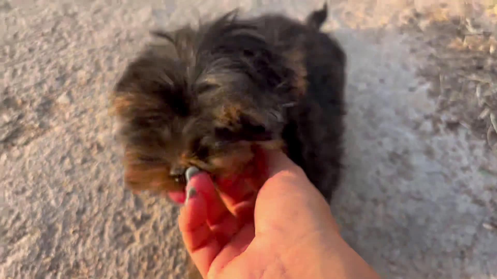 Yorkshire Terrier perros en venta: Camada de Yorkshire Terrier  - Video 2