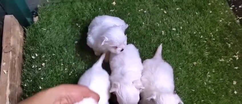 Bichón Maltés perros en venta: Último Bichón Maltés Macho disponible!! - Video 3