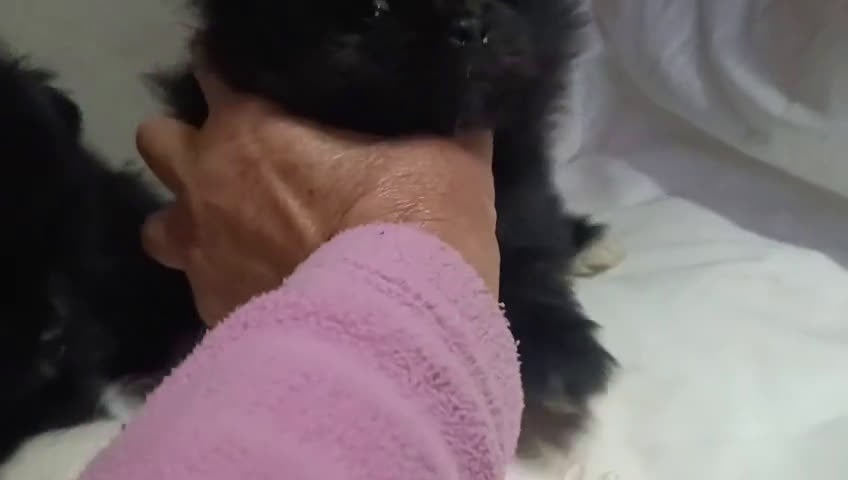 Pomerania perros en venta: HEMBRITAS DE POMERANIA - Video 1