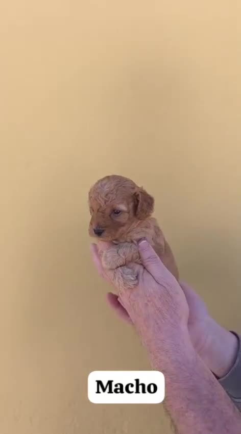 Caniche Toy perros en venta: Machos y hembras de caniche toy rojo y apricot - Video 4