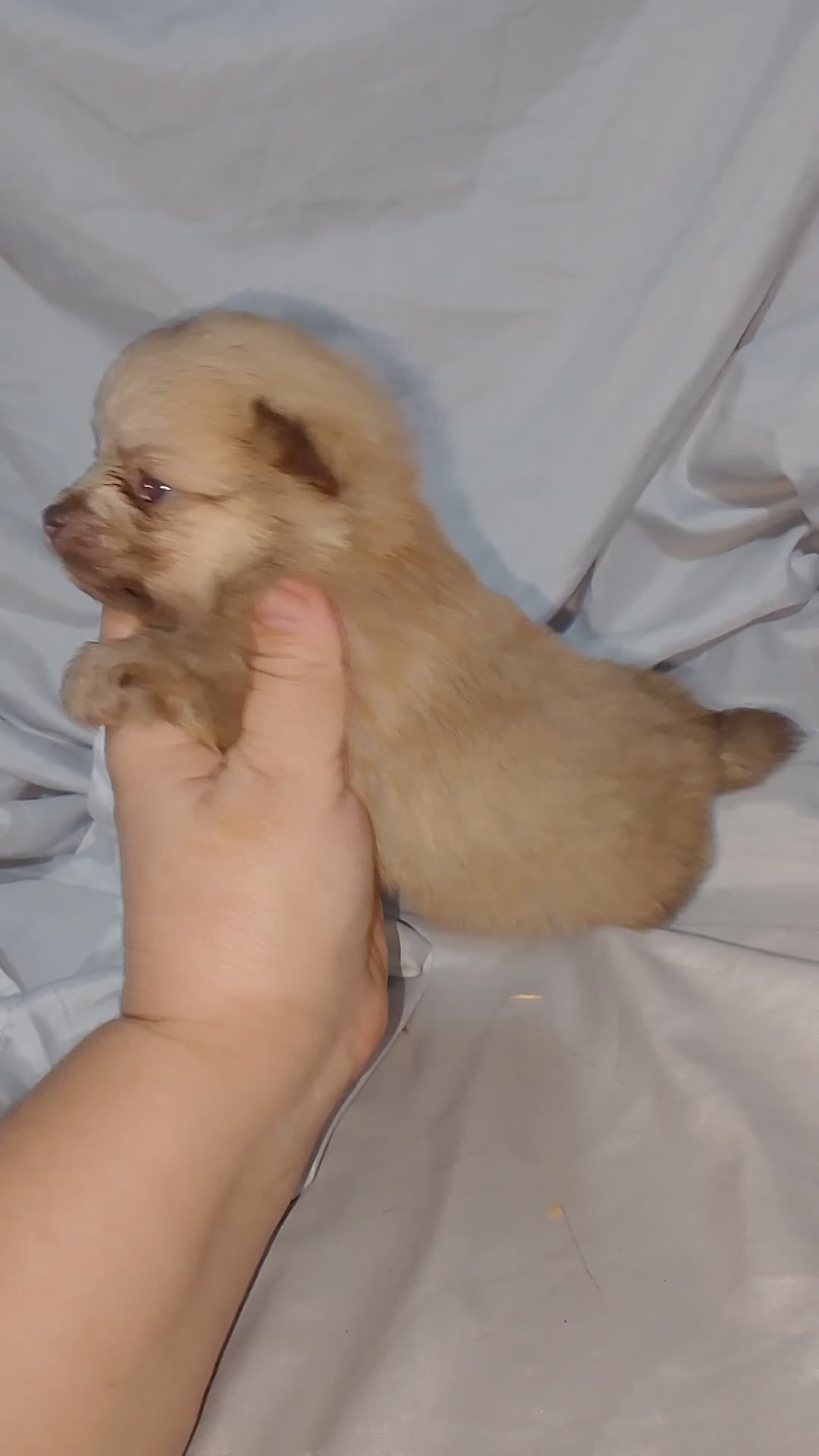Pomchi perros en venta: Camada de pomchi  - Video 3