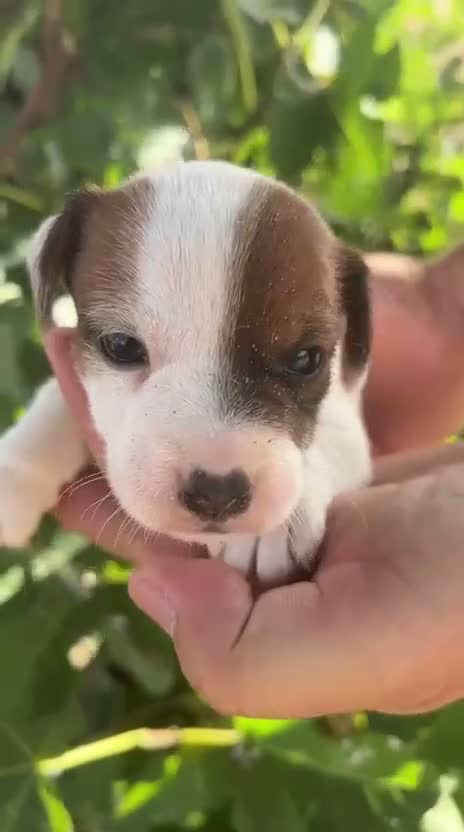 Jack Russell Terrier perros en venta: Jack Russell - Video 2
