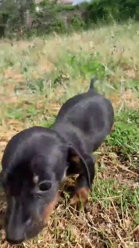 Teckel perros en venta: Teckel, cachorros nacionales    - Video 2