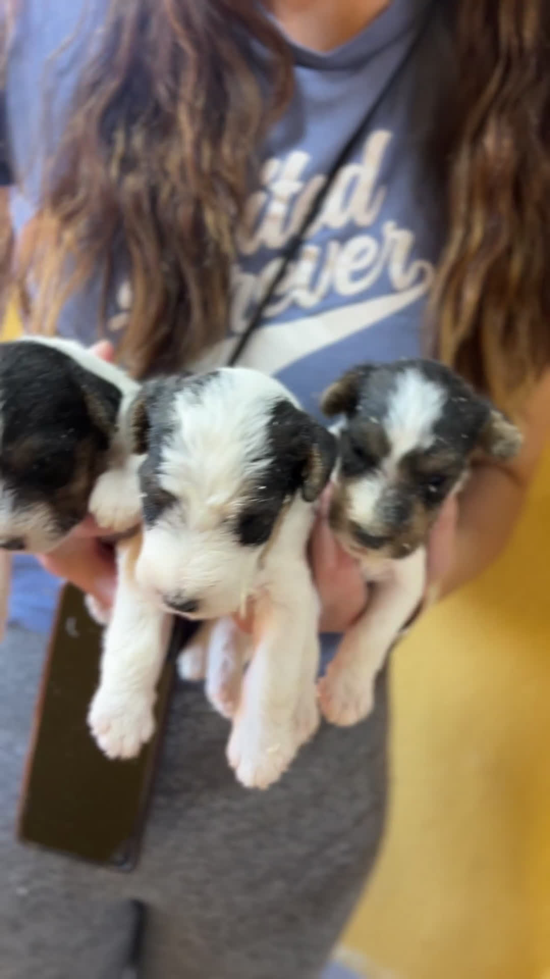 Fox Terrier de Pelo Duro perros en venta: Fox Terrier pelo duro  - Video 2