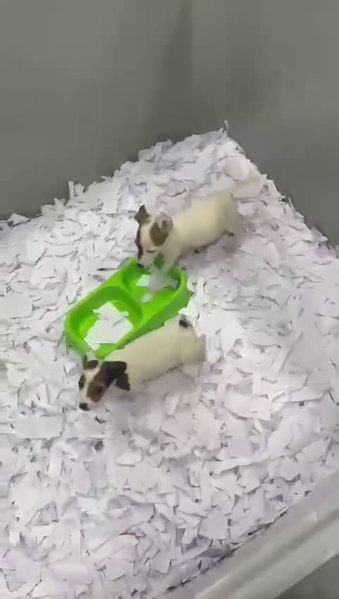 Jack Russell Terrier perros en venta: Jack Russell - Video 1