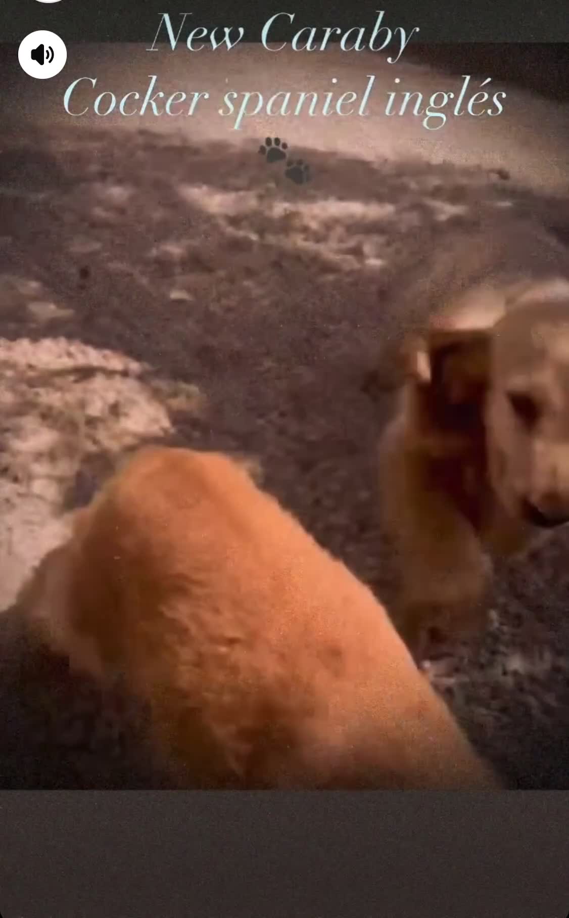Cocker Spaniel Inglés perros en venta: Cocker Spaniel inglés en Caraby  - Video 1