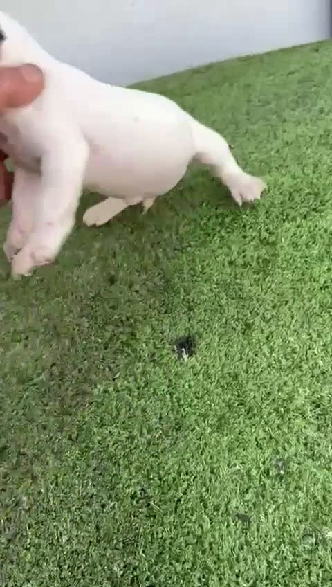 Jack Russell Terrier perros en venta: Jack Russell  - Video 5