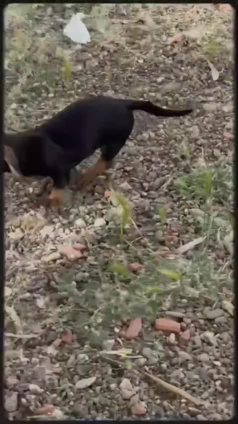 Teckel perros en venta: Macho St de Pelo Duro  - Video 2