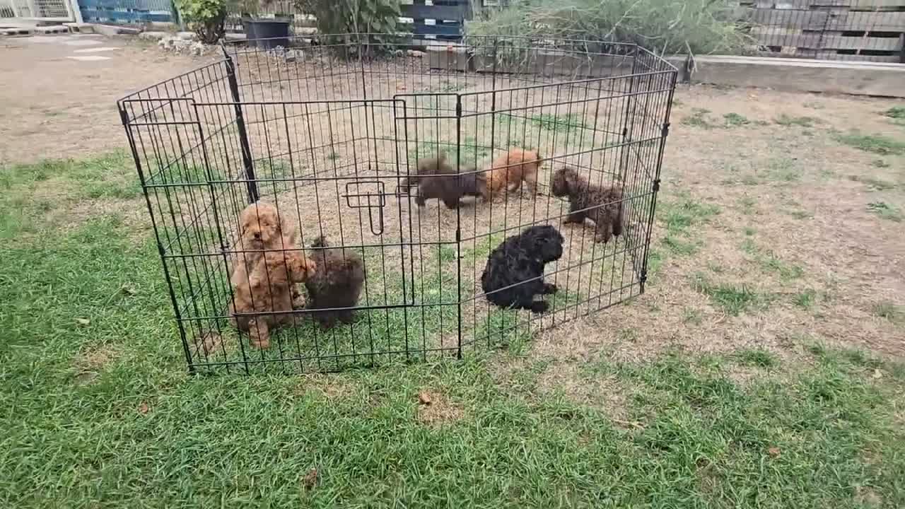 Caniche Toy perros en venta: Caniches toy Del Rebollar  - Video 1