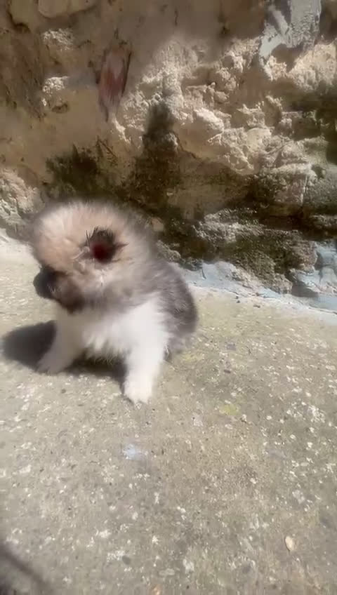 Pomerania perros en venta: Pomerania macho Tricolor toy - Video 2