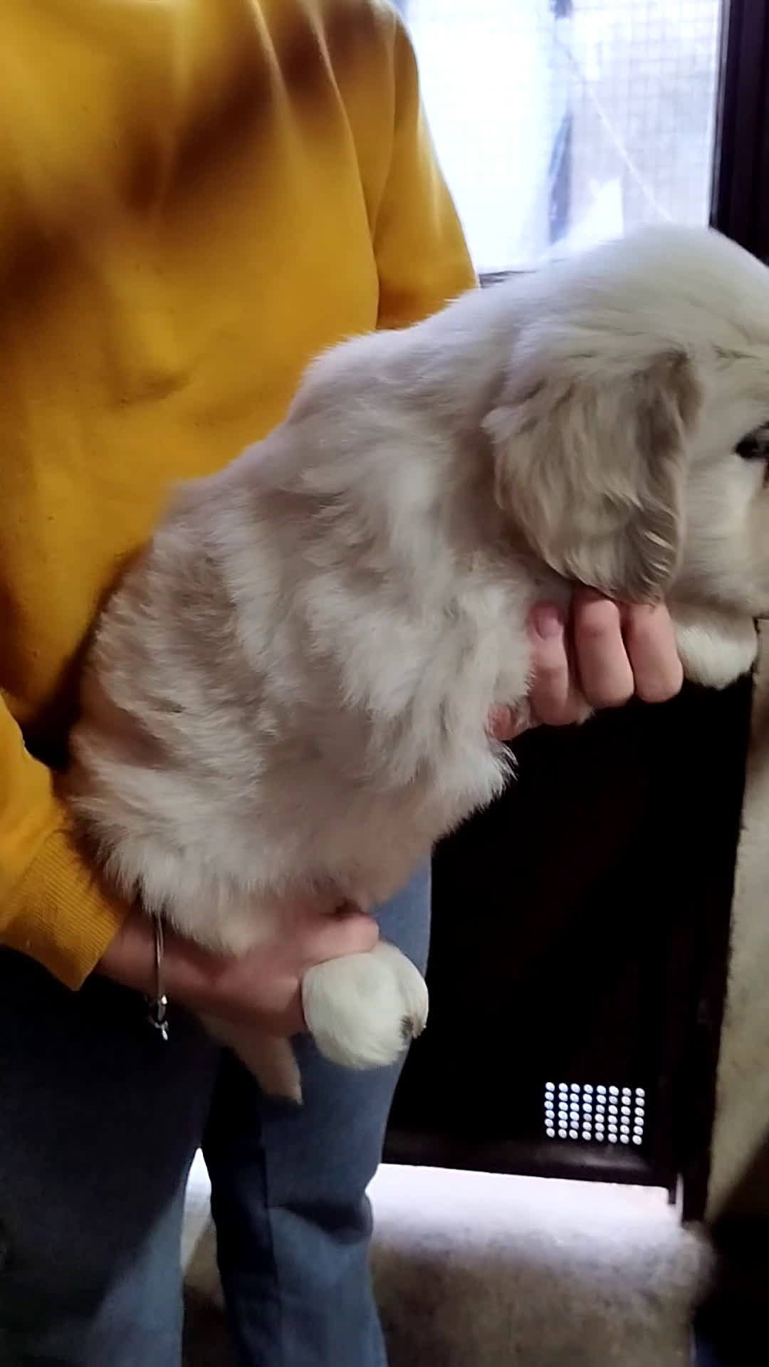 Golden Retriever perros en venta: Cachorro GOLDEN RETRIEVER  - Video 1