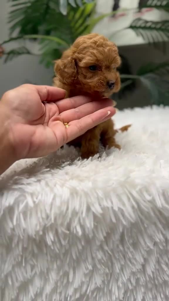 Caniche Toy perros en venta: CANICHE TOY-MUY PEQUEÑITO - Video 3