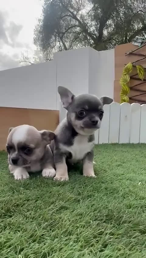 Chihuahua perros en venta: CHIUAHUA MACHO - Video 2