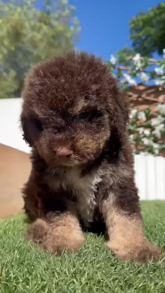 Perro de Agua Español perros en venta: PERRO DE AGUA ESPAÑOL - Video 1