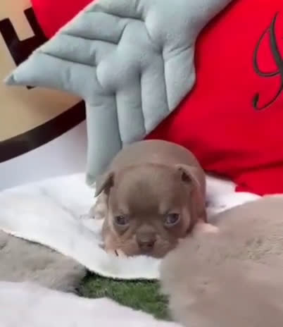 Chihuahua perros en venta: Chihuahua - Video 1