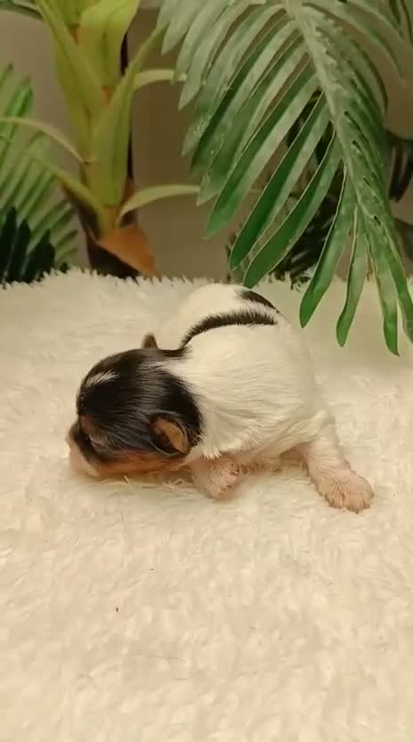Yorkshire Terrier perros en venta: YORKSHIRE BIEWER HEMBRAS - Video 2