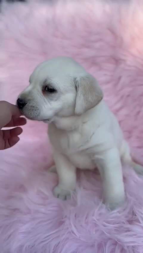 Labrador Retriever perros en venta: Labradora amarillo  - Video 1