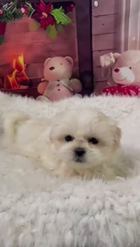 Shih Tzu perros en venta: Shih tzu para entregar en reyes  - Video 1