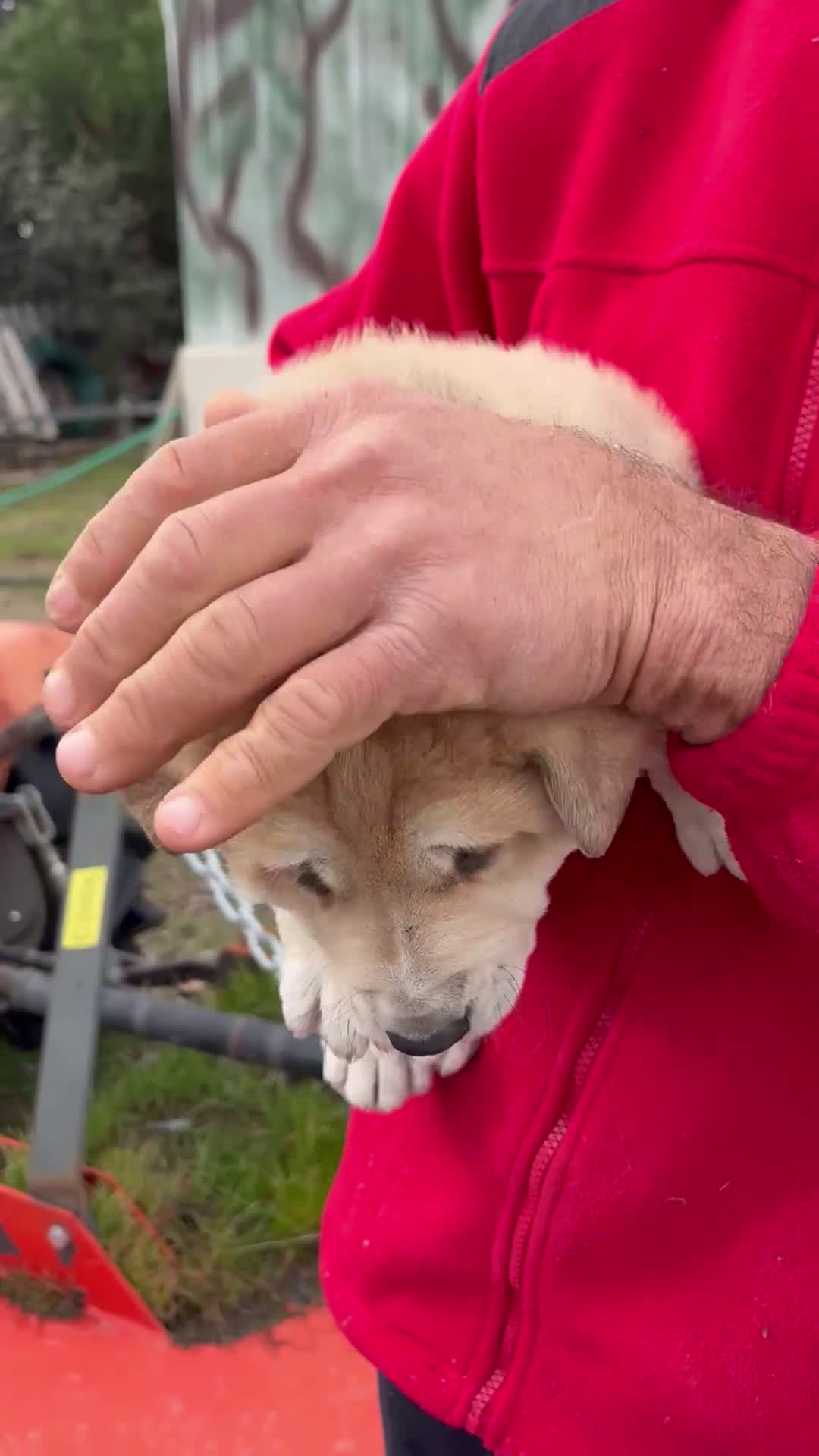 Mastín Español perros en venta: Macho mastín Español cachorro - Video 2